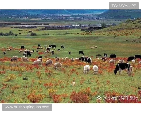 唤醒沉睡的灵魂：倾听“野性之声”，重拾生命本真